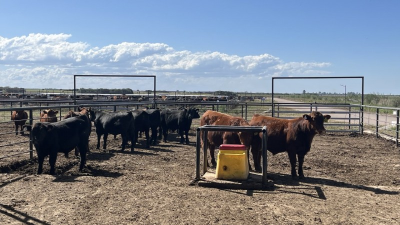 Angus comenzó la 12ª Prueba de Eficiencia de Conversión